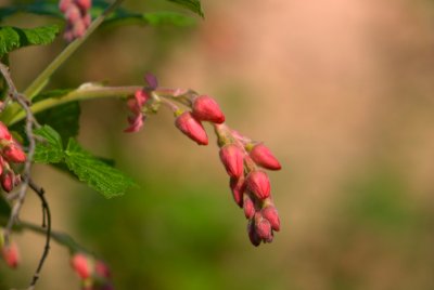 Ribes sanguineum 'Pulborough Scarlet' - pupen květ